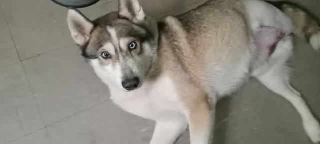General - Male - Siberian Husky
