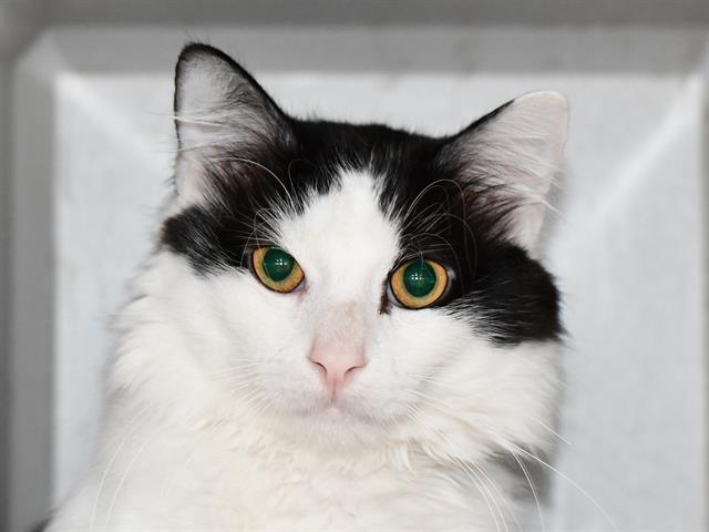 Silky - Male - Domestic MH