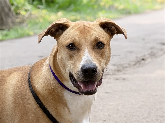 Tucker - Male - Catahoula Leopard Hound-Mix