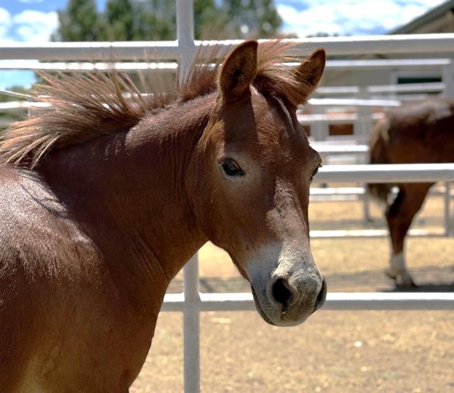 Tater Tot - Male - Mule-Miniature