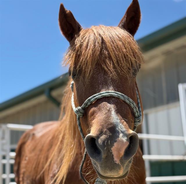 Hashbrown - Female - Pony