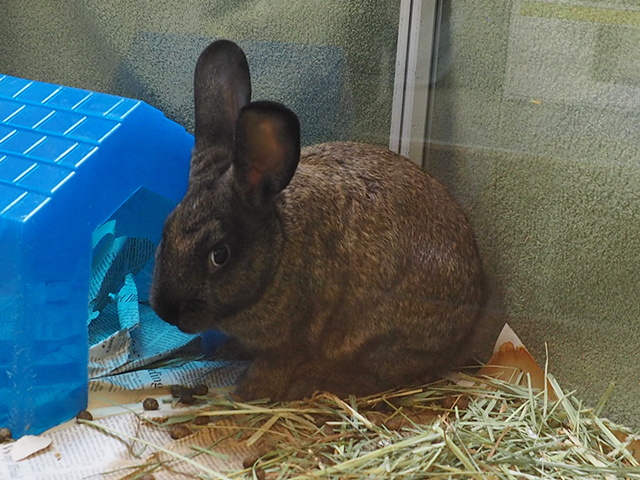 Snickers - Male - Satin