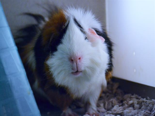 Princess - Female - Guinea Pig