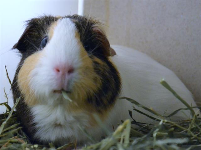 Cinnamon - Female - Guinea Pig
