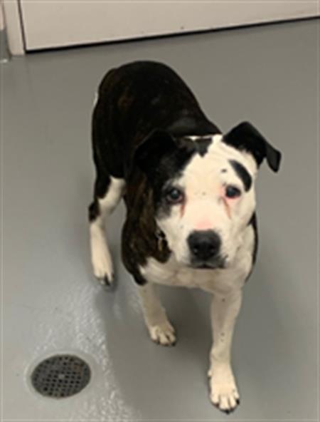 Lily - Female - Pit Bull