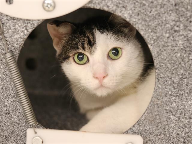 Cookie - Female - Domestic SH