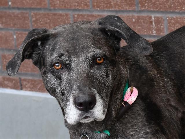 Mia - Female - Catahoula Leopard Hound
