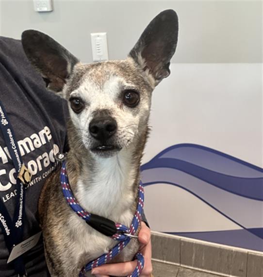  - Male - Chihuahua