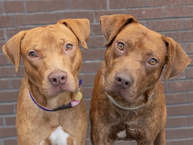 Ollie - Male - Labrador Retriever-Mix