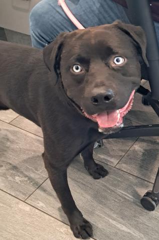  - Male - Labrador Retriever-Mix
