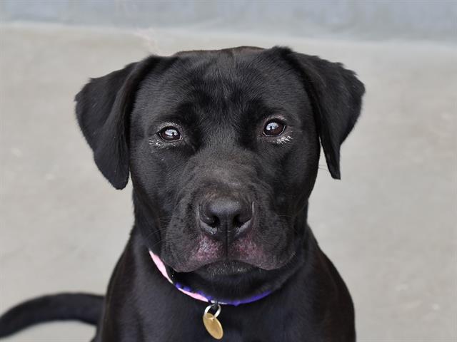 Shadow - Male - Labrador Retriever-Pit Bull