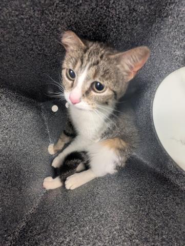 - Female - Domestic SH