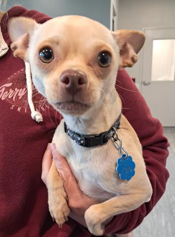  - Male - Chihuahua