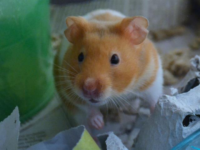 Mango - Female - Teddy Bear