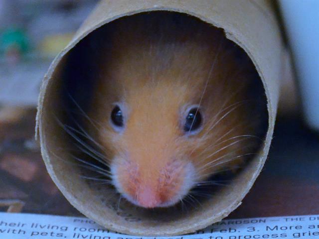 Strawberry - Female - Teddy Bear