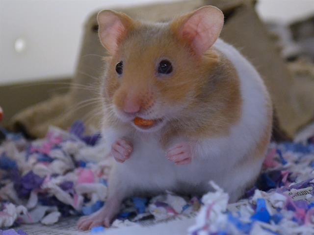 Chocolate Chip - Male - Teddy Bear