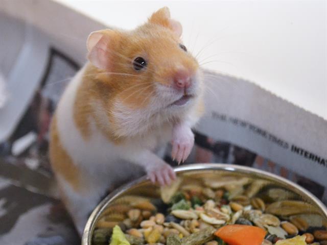Papaya - Female - Teddy Bear