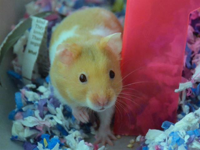 Oatmeal Raisin - Male - Teddy Bear