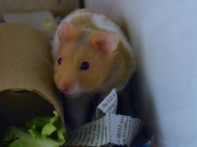 Shortbread - Male - Teddy Bear