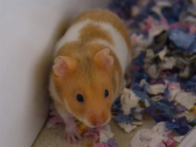 Banana - Female - Teddy Bear