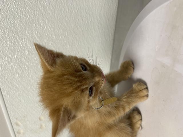 Calcifur - Male - Domestic SH