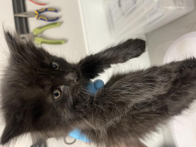 Ertha Kitty - Female - Domestic LH