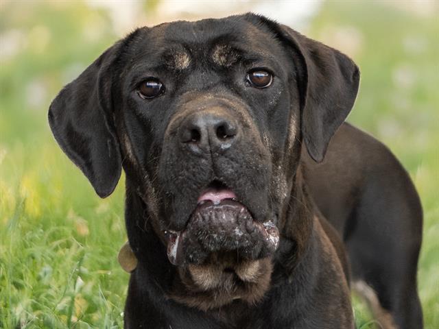 Penelope - Female - Mastiff-Mix