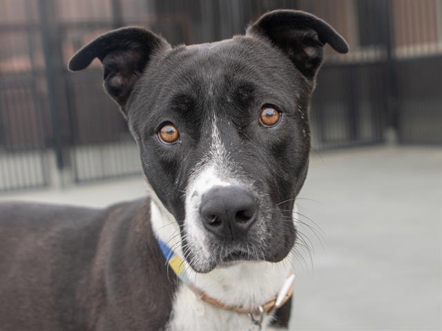 Smokey - Male - Pit Bull-Mix