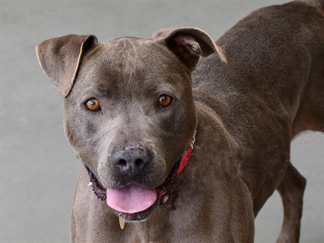Lolis - Female - Pit Bull-Mix