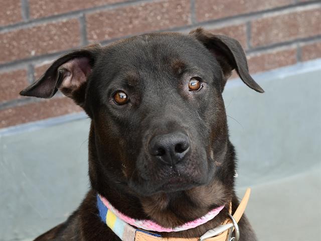 Shawn - Male - Labrador Retriever-Mix