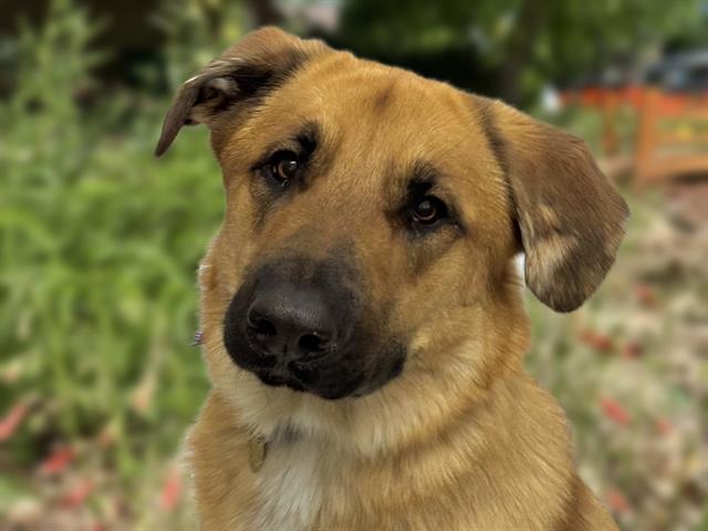 Kobe - Male - Anatolian-Mix