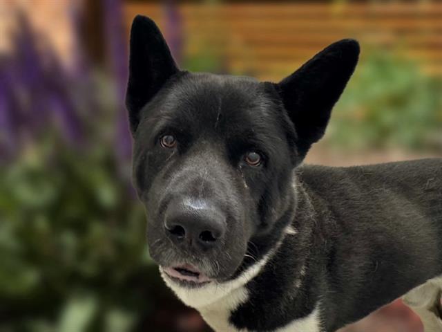 Kuma - Male - Akita