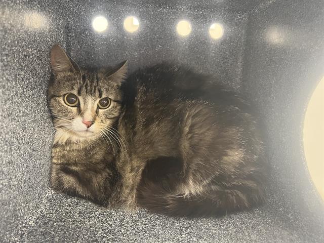 Hera - Female - Domestic SH