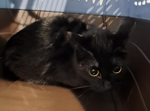Catalina - Female - Domestic MH