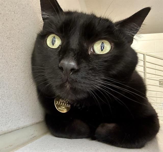 Lando Catrission - Male - Domestic SH