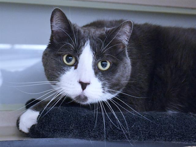 Marley - Female - Domestic SH