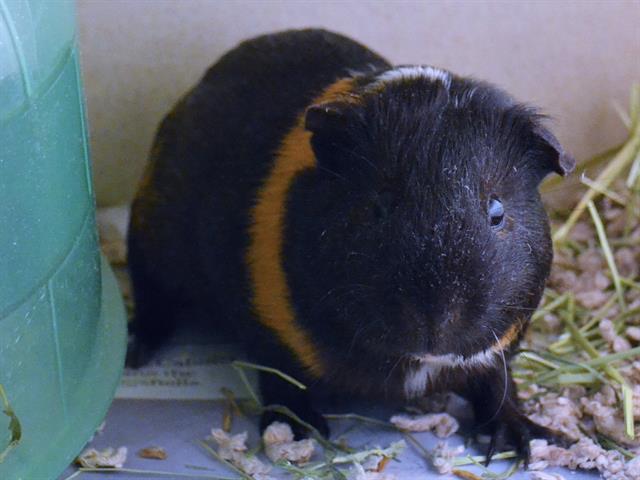 Toffee - Male - Guinea Pig