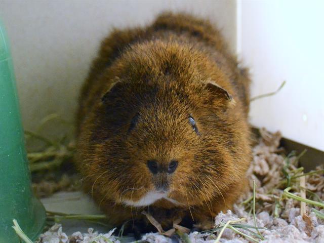 Freddie - Male - Guinea Pig