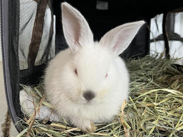 Q-Tip - Female - Himalayan Rbt