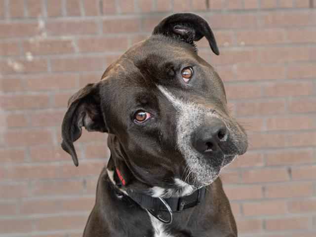 Titan - Male - Pit Bull
