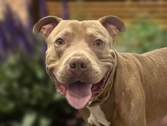 Doodle Bug - Male - Pit Bull