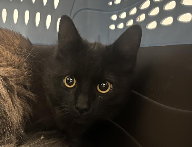  - Male - Domestic MH