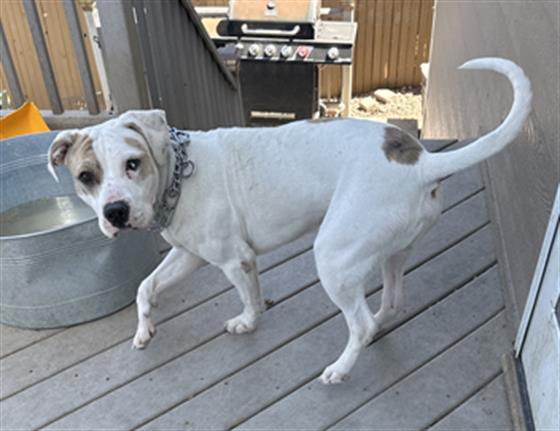 Monty - Male - Pit Bull