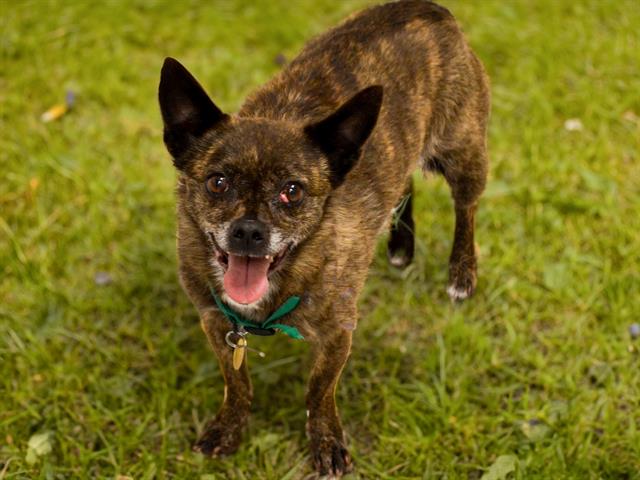 Popcorn - Female - Chihuahua-Mix