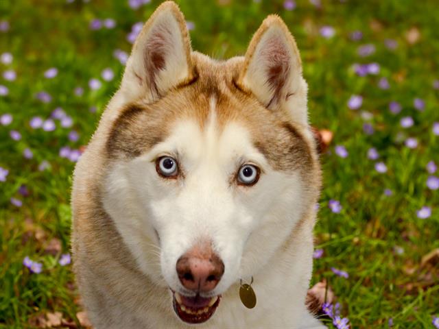 Thor - Male - Siberian Husky