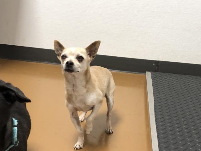 Almond - Male - Chihuahua-Mix