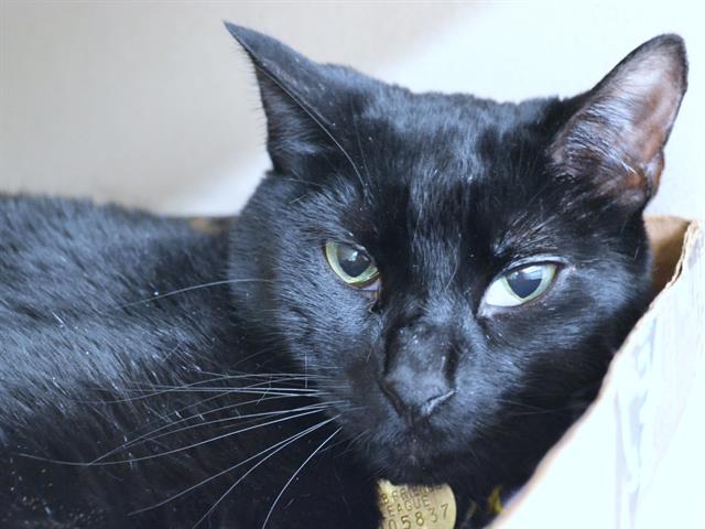 Sushi - Male - Domestic SH