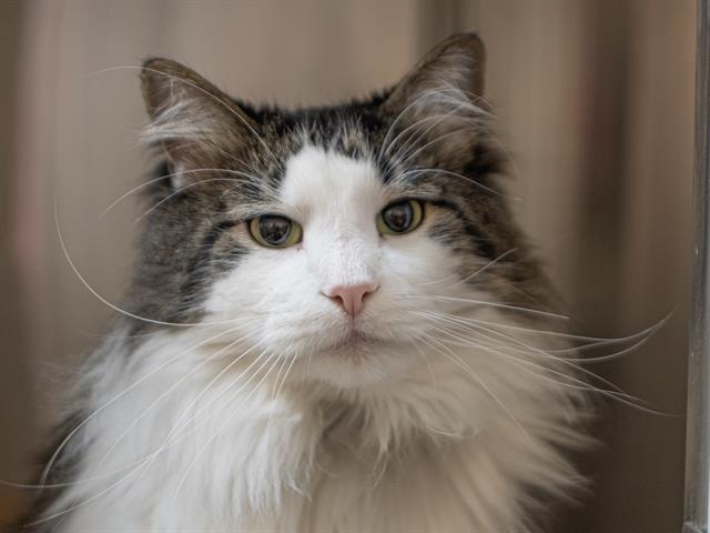 Klaus - Male - Domestic MH