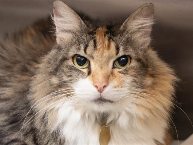 Sassy - Female - Domestic LH