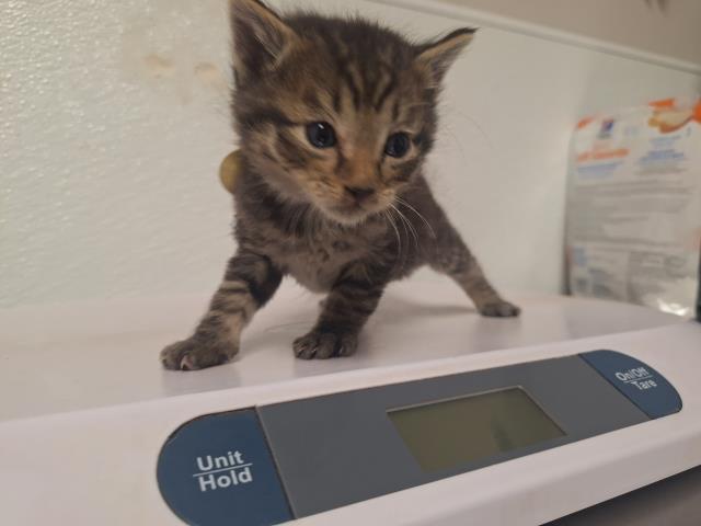 Tigger - Male - Domestic SH